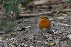 Roodborst-Eemshaven 1-10-2020