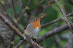 Roodborst Groningen-prov. 14-10-2015