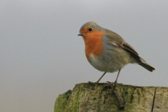 Roodborst Groningen-prov. 20-1-2014