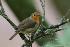 Roodborst Groningen-stad 28-11-2020 b