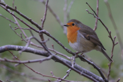 Roodborst Groningen-stad 30-10-2010