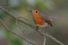 Roodborst Hortus Haren 28-9-2009