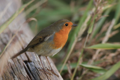 Roodborst-Texel 12-10-2014