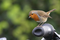 Roodborst-Texel 8-10-2021 b