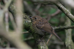 Roodborst, juv. 1 Groningen-prov. 15-6-2014