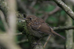 Roodborst, juv. Groningen-prov. 15-6-2014