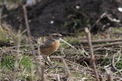 Roodborsttapuit, ♀  1-Lauwersmeer 18-2-2021