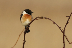 Roodborsttapuit, ♂  1-Onlanden 1-4-2021