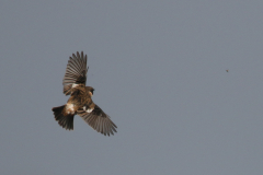 Roodborsttapuit, ♂  1-Texel 10-10-2018