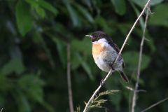 Roodborsttapuit, ♂  1-Zuidlaardermeergebied 21-6-2015