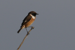 Roodborsttapuit, ♂  2-Texel 10-10-2018