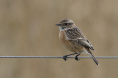 Roodborsttapuit, ♀  3-Lauwersmeer 18-2-2021