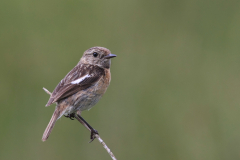 Roodborsttapuit-Drenthe 26-6-2011