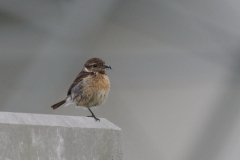 Roodborsttapuit, ♀ -Eemshaven 8-7-2020