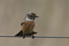 Roodborsttapuit, ♀ -Lauwersmeer 18-2-2021