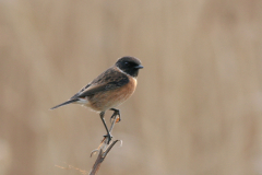 Roodborsttapuit, ♂ -Lauwersmeer 19-11-2008