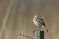 Roodborsttapuit, ♀ -Lauwersmeer 26-3-2008