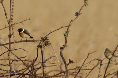 Roodborsttapuit, ♂ en ♀ -Onlanden 1-4-2021