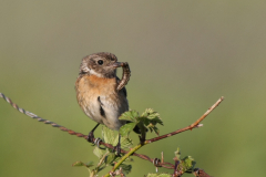 Roodborsttapuit, ♀ -Onlanden 18-5-2010