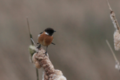 Roodborsttapuit, ♂ -Onlanden 30-11-2016