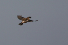 Roodborsttapuit, ♂ -Texel 10-10-2018