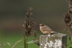 Roodborsttapuit-Texel 10-10-2020