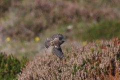 Roodborsttapuit-Texel 10-10-2021