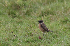 Roodborsttapuit, ♂ -Texel 12-10-2020