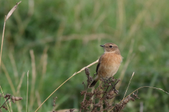 Roodborsttapuit-Texel 7-10-2020