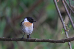 Roodborsttapuit, ♂ -Zuidlaardermeergebied 21-6-2015