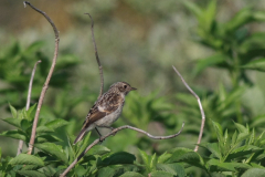 Roodborsttapuit, juv.-Ameland 24-6-2016