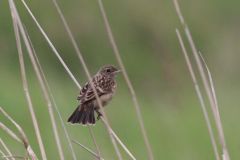 Roodborsttapuit, juv.-Lauwersmeer 20-6-2011