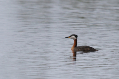 Roodhalsfuut 1-Drenthe 16-5-2019