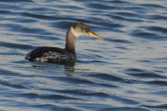 Roodhalsfuut 1-Lauwersoog 12-12-2011