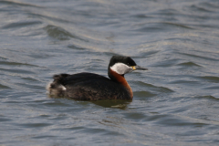 Roodhalsfuut 1-Lauwersoog 14-4-2019