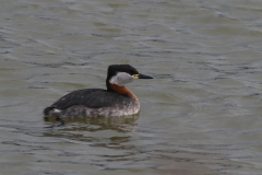 Roodhalsfuut 1-Lauwersoog 18-2-2021