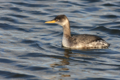 Roodhalsfuut 2-Lauwersoog 12-12-2011