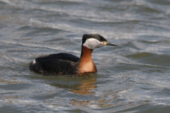 Roodhalsfuut 2-Lauwersoog 14-4-2019