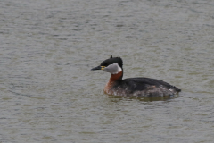 Roodhalsfuut 2-Lauwersoog 18-2-2021