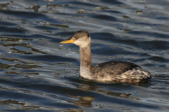 Roodhalsfuut 3-Lauwersoog 12-12-2011