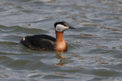 Roodhalsfuut 3-Lauwersoog 14-4-2019