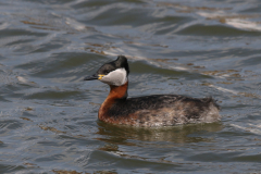 Roodhalsfuut 4-Lauwersoog 14-4-2019