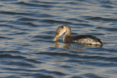 Roodhalsfuut-Lauwersoog 12-12-2011