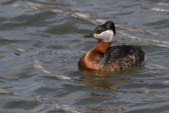 Roodhalsfuut-Lauwersoog 14-4-2019