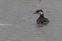 Roodhalsfuut-Lauwersoog 18-2-2021