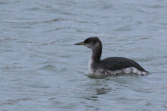 Roodhalsfuut-Lauwersoog 20-12-2015