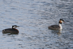 Roodhalsfuut en Fuut 1-Lauwersoog 14-4-2019