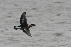 Roodhalsgans 1-Lauwersmeer 20-4-2012