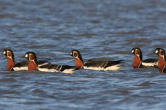 Roodhalsgans 2 Friesland-kust 12-12-2011