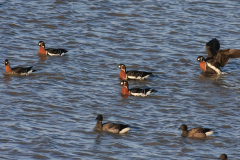 Roodhalsgans Friesland-kust 12-12-2011